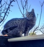 Două pisicuțe pentru adopție