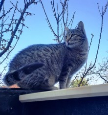 Două pisicuțe pentru adopție