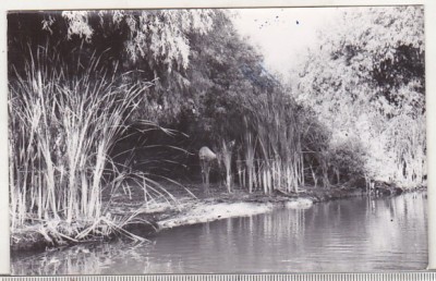 bnk cp Delta Dunarii - Pe Dunarea veche - circulata foto