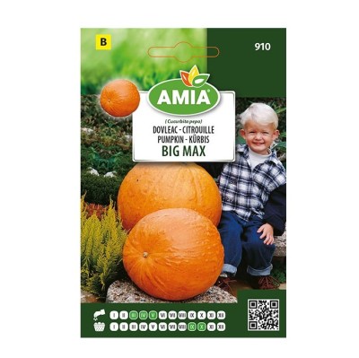 Seminte legume Amia B, dovleac Big Max foto