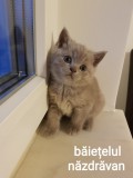 Brotish shorthair blue si lila