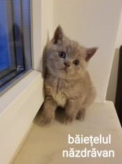 Brotish shorthair blue si lila foto