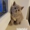 Brotish shorthair blue si lila