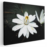 Tablou floare de lotus alba Tablou canvas pe panza CU RAMA 60x80 cm