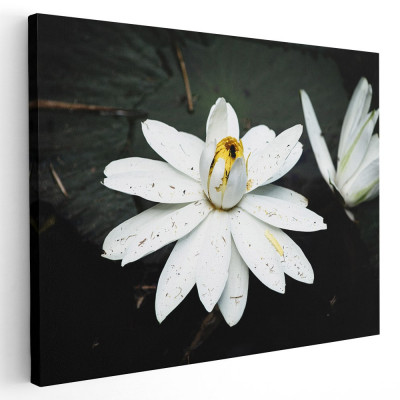 Tablou floare de lotus alba Tablou canvas pe panza CU RAMA 40x60 cm foto
