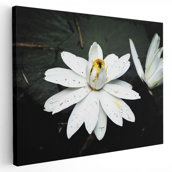 Tablou floare de lotus alba Tablou canvas pe panza CU RAMA 70x100 cm