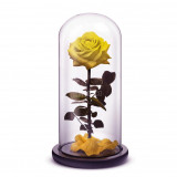 Cumpara ieftin Trandafir Criogenat premium galben bright &Oslash;8cm, cupola 12x25cm