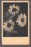 CPIB 20857 - CARTE POSTALA, FELICITARE - FLORI, GERBERA, Necirculata, Printata