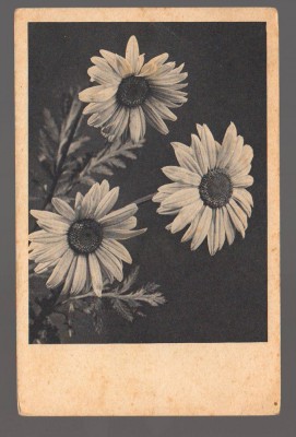 CPIB 20857 - CARTE POSTALA, FELICITARE - FLORI, GERBERA foto