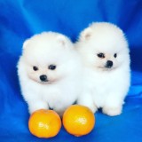 Pomeranian mini toy