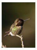 Tablou Canvas, "Colibri pe o creangă uscată", Pasăre, Ramură, Penaj, Verde, Natură, Delicatețe, Contrast, Frumusețe, Micime, 26 x 39 cm, CMCLASS