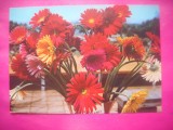 HOPCT 11505 GERBERE -CP FELICITARE FLORI- ROMANIA-NECIRCULATA