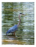 Tablou Canvas, "Stolnicul de pe ape strălucitoare", Pasăre, Apă, Reflecție, Natură, Serenitate, Eleganță, Penaj, Liniște, V&acirc;nătoare, G&acirc;t, Peisaj, Armo