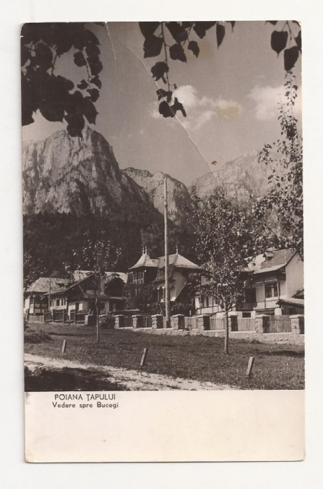 F2 - Carte Postala - Poiana Tapului, muntii Bucegi, circulata 1960
