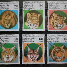 BC724, Sahara 1996, serie fauna, feline