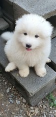 Pui Samoyed foto