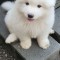 Pui Samoyed