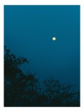 Tablou Canvas, "Luna plină strălucind &icirc;n noapte", Lună, Cer, Albastru, Siluete, Crengi, Noapte, Liniște, Mister, Natură, &Icirc;ntuneric, 26 x 39 cm, CMCLAS