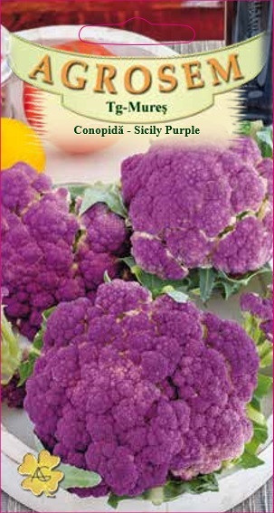 CONOPIDA SICILY PURPLE, 1g