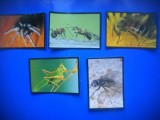 HOPCT LOT NR 48 / 5 CARTONASE - INSECTE / FAUNA- ITALIA