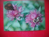 HOPCT 25102 FLORI -FELICITARE ANIVERSARA -CP VECHE -IP--INTREG POSTAL - ROMANIA - CIRCULATA