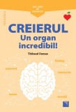 Creierul. Un organ incredibil!