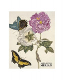 Maria Sibylla Merian - Hardcover - Daniel Kiecol - K&ouml;nemann