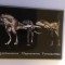 XG Magnet frigider - Dinozauri