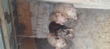 Porci crescuti bio