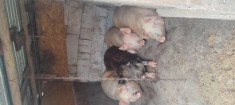 Porci crescuti bio