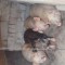 Porci crescuti bio