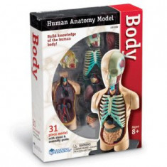 Macheta corpul uman foto