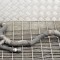 Furtun de lichid de răcire AUDI A5 8T3 2010 12196899