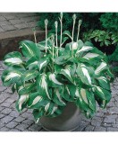 Hosta Undulata Mediovariegata, 1 buc, Radacina, 30cm, 7-8