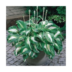 Hosta Undulata Mediovariegata, 1 buc, Radacina, 30cm, 7-8