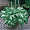 Hosta Undulata Mediovariegata, 1 buc, Radacina, 30cm, 7-8