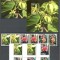 Comore.2011 Flori de plante DF.295
