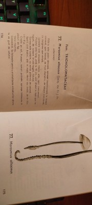 Mic Atlas Ciuperci 1977 Dr.Dc.Eugenia Eliade și Dr.Mihai Toma foto