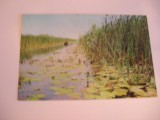 QW24 D - Carte postala - tematica turism - vedere - Delta Dunarii 12