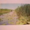 QW24 D - Carte postala - tematica turism - vedere - Delta Dunarii 12