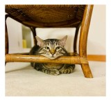Tablou Canvas Pisică relaxată sub scaun de răchită, Artă și Mobilier, 39 x 26 cm, CMCLASS