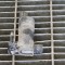 Motor rezervor lichid de parbriz FORD TOURNEO CUSTOM Minibus / passenger 2014 OEM: BK21-17K624-BA 11317510