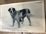 CPA. Carti Postale Tematice Caine