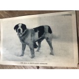 CPA. Carti Postale Tematice Caine