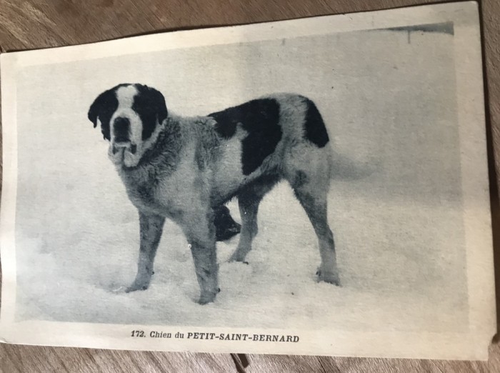 CPA. Carti Postale Tematice Caine