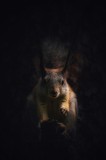 Tablou Canvas, "Veverița &icirc;n lumina &icirc;nserării", Squirrel, Darkness, Focus, Shadow, Secretive, 26 x 39 cm, CMCLASS
