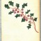 AD 568 C. P. VECHE - FELICITARE -BONNE ANNEE - FRANTA-SCRISA 1919