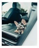Tablou Canvas, "Cățel odihnindu-se pe banchetă auto", Nu pot să spun cine este &icirc;n imagine, dar văd un cățeluș drăguț &icirc;ntins pe bancheta din spate a un