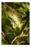 Tablou Canvas Iguana &icirc;n Pădure Tropicală Verde - Artă Naturală Exotică, 26 x 39 cm, CMCLASS
