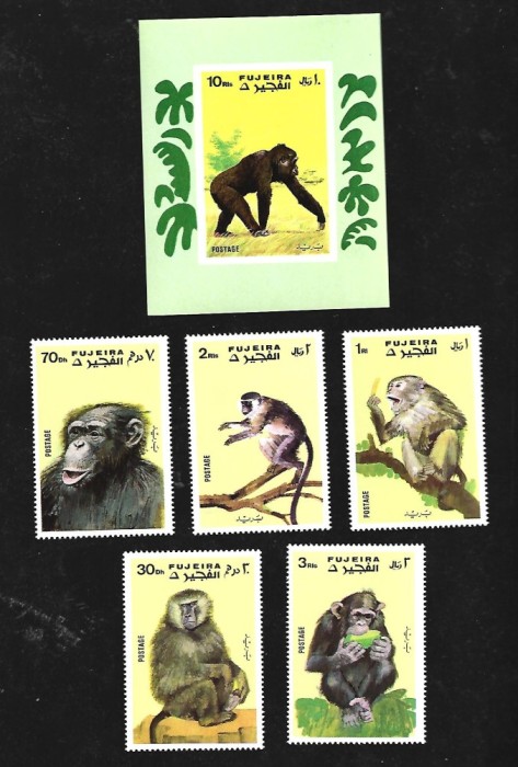 fujeira mnh
